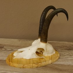 Gamsgeweih Gams Bock Gems Geweih auf Trophäenschild SL 22,3 cm 47.234