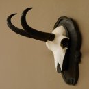 Gamsgeweih Gams Gems Geweih auf geschnitztem Trophäenschild SL 21,4 cm 47.235