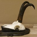 Gamsgeweih Gams Gems Geweih auf geschnitztem Trophäenschild SL 21,4 cm 47.235