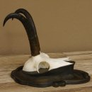 Gamsgeweih Gams Gems Geweih auf geschnitztem Trophäenschild SL 21,4 cm 47.235