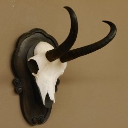 Gamsgeweih Gams Gems Geweih auf geschnitztem Trophäenschild SL 21,4 cm 47.235
