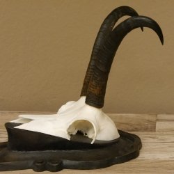 Gamsgeweih Gams Gems Geweih auf geschnitztem Trophäenschild SL 21,4 cm 47.235