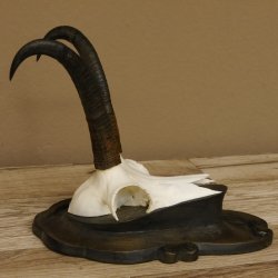 Gamsgeweih Gams Gems Geweih auf geschnitztem Trophäenschild SL 21,4 cm 47.235