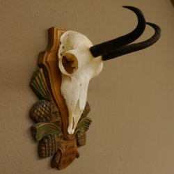 Gamsgeweih Gams Gems Geweih auf aufwändigem geschnitztem Trophäenschild SL 16,3 cm 47.236