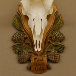 Gamsgeweih Gams Gems Geweih auf aufwändigem geschnitztem Trophäenschild SL 16,3 cm 47.236
