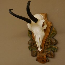 Gamsgeweih Gams Gems Geweih auf aufwändigem geschnitztem Trophäenschild SL 16,3 cm 47.236