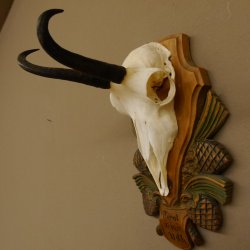 Gamsgeweih Gams Gems Geweih auf aufwändigem geschnitztem Trophäenschild SL 16,3 cm 47.236