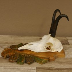 Gamsgeweih Gams Gems Geweih auf aufwändigem geschnitztem Trophäenschild SL 16,3 cm 47.236