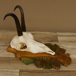 Gamsgeweih Gams Gems Geweih auf aufwändigem geschnitztem Trophäenschild SL 16,3 cm 47.236