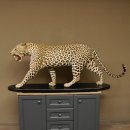 Leopard Präparat Raubkatze auf Dekoplatte laufend mit offenem Maul echte Zähne