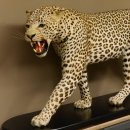 Leopard Präparat Raubkatze auf Dekoplatte laufend mit offenem Maul echte Zähne