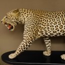 Leopard Präparat Raubkatze auf Dekoplatte laufend mit offenem Maul echte Zähne