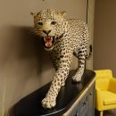 Leopard Präparat Raubkatze auf Dekoplatte laufend mit offenem Maul echte Zähne