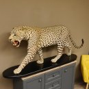 Leopard Präparat Raubkatze auf Dekoplatte laufend mit offenem Maul echte Zähne
