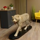 Leopard Präparat Raubkatze auf Dekoplatte laufend mit offenem Maul echte Zähne