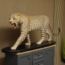 Leopard Präparat Raubkatze auf Dekoplatte laufend mit offenem Maul echte Zähne