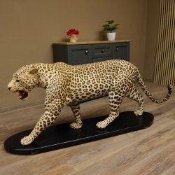 Leopard Präparat Raubkatze auf Dekoplatte laufend mit offenem Maul echte Zähne