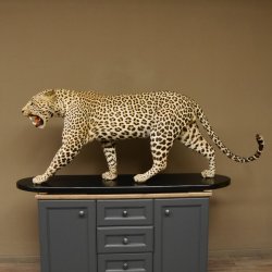 Leopard Präparat Raubkatze auf Dekoplatte laufend mit offenem Maul echte Zähne