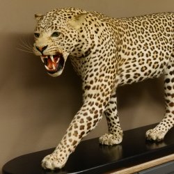 Leopard Präparat Raubkatze auf Dekoplatte laufend mit offenem Maul echte Zähne