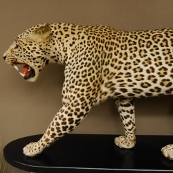Leopard Präparat Raubkatze auf Dekoplatte laufend mit offenem Maul echte Zähne