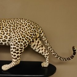 Leopard Präparat Raubkatze auf Dekoplatte laufend mit offenem Maul echte Zähne