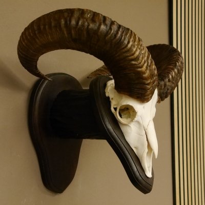 Mufflon (Ovis gmelini musimon) Widder Geweih Schädeltrophäe Hornlänge 55 cm auf Trophäenschild 82.1.109