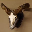 Mufflon (Ovis gmelini musimon) Widder Geweih Schädeltrophäe Hornlänge 55 cm auf Trophäenschild 82.1.109