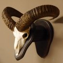 Mufflon (Ovis gmelini musimon) Widder Geweih Schädeltrophäe Hornlänge 55 cm auf Trophäenschild 82.1.109