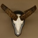 Mufflon (Ovis gmelini musimon) Widder Geweih Schädeltrophäe Hornlänge 55 cm auf Trophäenschild 82.1.109