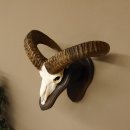 Mufflon (Ovis gmelini musimon) Widder Geweih Schädeltrophäe Hornlänge 55 cm auf Trophäenschild 82.1.109