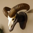 Mufflon (Ovis gmelini musimon) Widder Geweih Schädeltrophäe Hornlänge 55 cm auf Trophäenschild 82.1.109