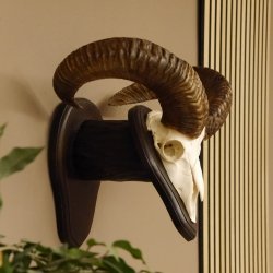Mufflon (Ovis gmelini musimon) Widder Geweih Schädeltrophäe Hornlänge 55 cm auf Trophäenschild 82.1.109