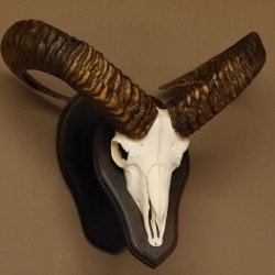 Mufflon (Ovis gmelini musimon) Widder Geweih Schädeltrophäe Hornlänge 55 cm auf Trophäenschild 82.1.109