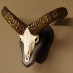 Mufflon (Ovis gmelini musimon) Widder Geweih Schädeltrophäe Hornlänge 55 cm auf Trophäenschild 82.1.109