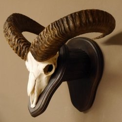 Mufflon (Ovis gmelini musimon) Widder Geweih Schädeltrophäe Hornlänge 55 cm auf Trophäenschild 82.1.109
