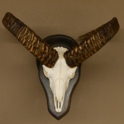 Mufflon (Ovis gmelini musimon) Widder Geweih Schädeltrophäe Hornlänge 55 cm auf Trophäenschild 82.1.109
