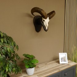 Mufflon (Ovis gmelini musimon) Widder Geweih Schädeltrophäe Hornlänge 55 cm auf Trophäenschild 82.1.109