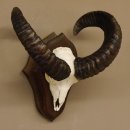 Mufflon (Ovis gmelini musimon) Widder Geweih Schädeltrophäe Hornlänge 49 cm auf Trophäenschild 82.1.111
