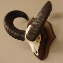 Mufflon (Ovis gmelini musimon) Widder Geweih Schädeltrophäe Hornlänge 49 cm auf Trophäenschild 82.1.111