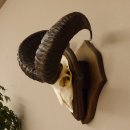 Mufflon (Ovis gmelini musimon) Widder Geweih Schädeltrophäe Hornlänge 49 cm auf Trophäenschild 82.1.111