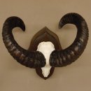 Mufflon (Ovis gmelini musimon) Widder Geweih Schädeltrophäe Hornlänge 49 cm auf Trophäenschild 82.1.111