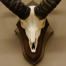Mufflon (Ovis gmelini musimon) Widder Geweih Schädeltrophäe Hornlänge 49 cm auf Trophäenschild 82.1.111