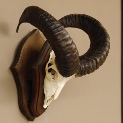 Mufflon (Ovis gmelini musimon) Widder Geweih Schädeltrophäe Hornlänge 49 cm auf Trophäenschild 82.1.111