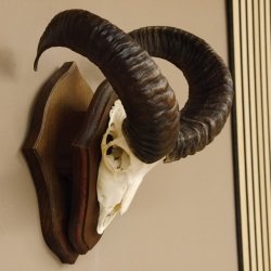 Mufflon (Ovis gmelini musimon) Widder Geweih Schädeltrophäe Hornlänge 49 cm auf Trophäenschild 82.1.111