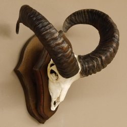 Mufflon (Ovis gmelini musimon) Widder Geweih Schädeltrophäe Hornlänge 49 cm auf Trophäenschild 82.1.111