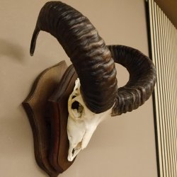 Mufflon (Ovis gmelini musimon) Widder Geweih Schädeltrophäe Hornlänge 49 cm auf Trophäenschild 82.1.111