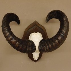 Mufflon (Ovis gmelini musimon) Widder Geweih Schädeltrophäe Hornlänge 49 cm auf Trophäenschild 82.1.111