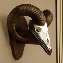 Mufflon (Ovis gmelini musimon) Widder Geweih...