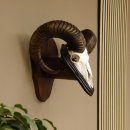 Mufflon (Ovis gmelini musimon) Widder Geweih...