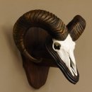 Mufflon (Ovis gmelini musimon) Widder Geweih Schädeltrophäe Hornlänge 63,5 cm auf Trophäenschild 82.1.114